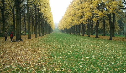 Lindenallee zum Klausberg Sanssouci